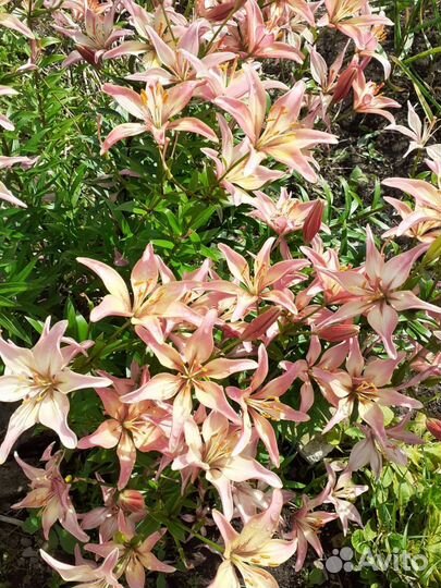 Цветы в ассортименте