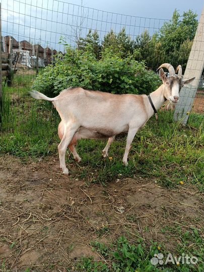 Коза дойная