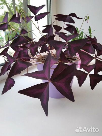 Кислица (Оксалис)