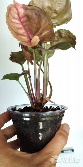 Сингониумы сортовые - 2