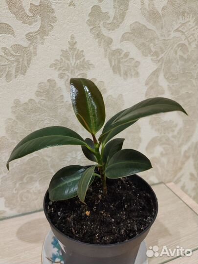 Фикус эластика Мелани, 23-27 см