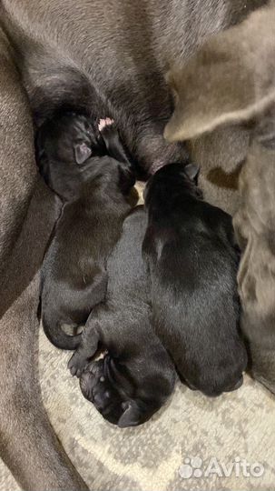 Щенки кане корсо