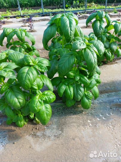 Свежая зелень, Базилик, Мята, Мелисса, Лук зеленый