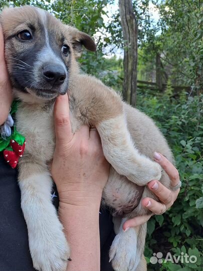 Щенки ну очень красивые