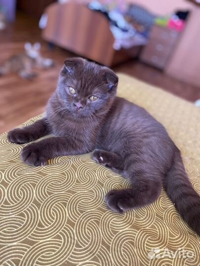 Шотландский кот для вязки вислоухий