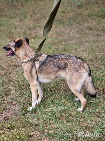 Собака Мира заждалась вас в приюте
