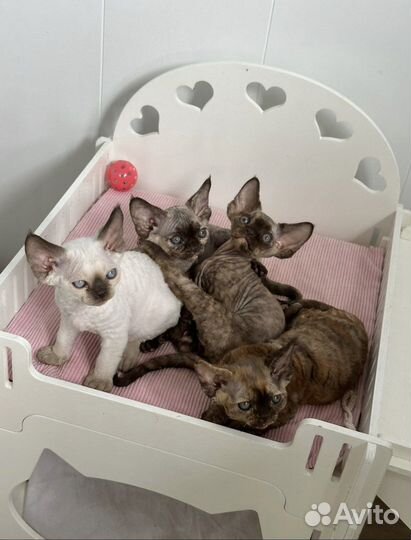 Котята девон-рекс