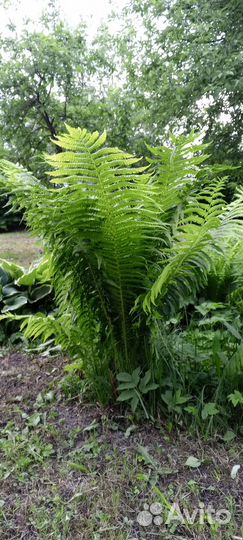 Папоротник