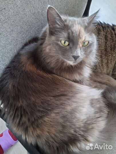 Кошка в дар бесплатно