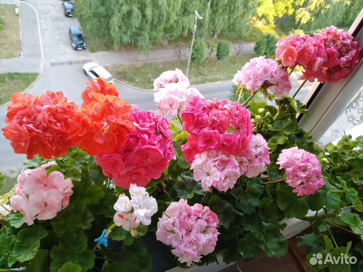 Пеларгония герань сортовая