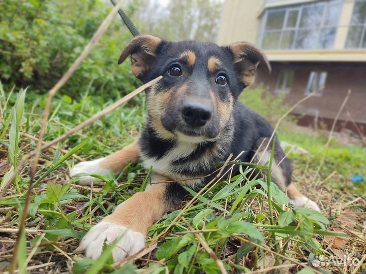 Щенок 3 месяца