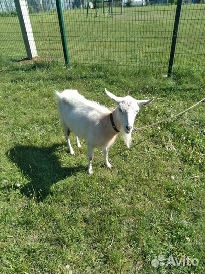 Коза дойная
