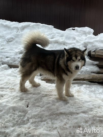 Аляскинский маламут вязка