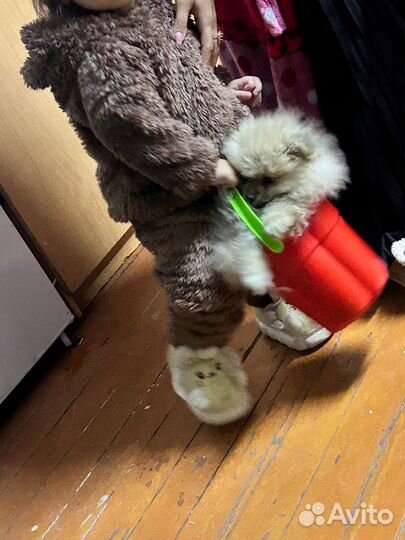 Померанский шпиц девочка