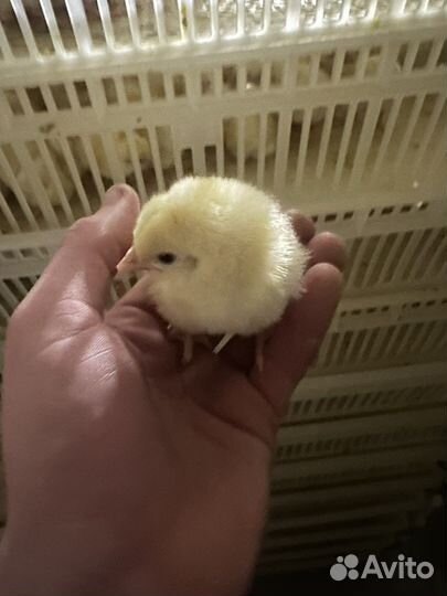 Цыпленок