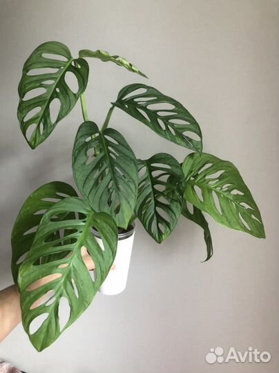 Монстера Фридрихшталя