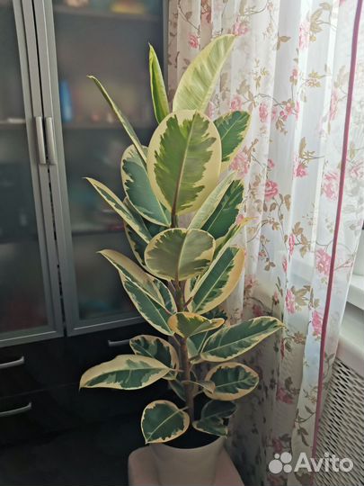 Фикус тенеке