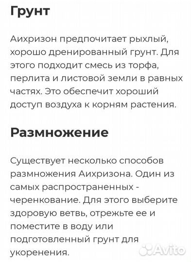 Аихризон (дерево любви)