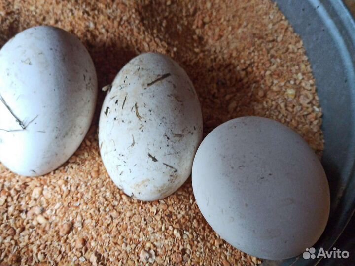 Яйцо гусиное