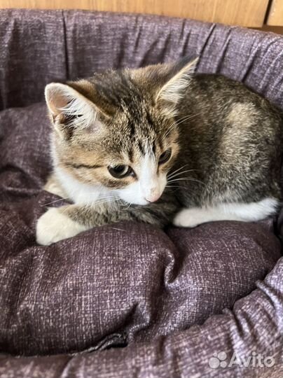 Европейская