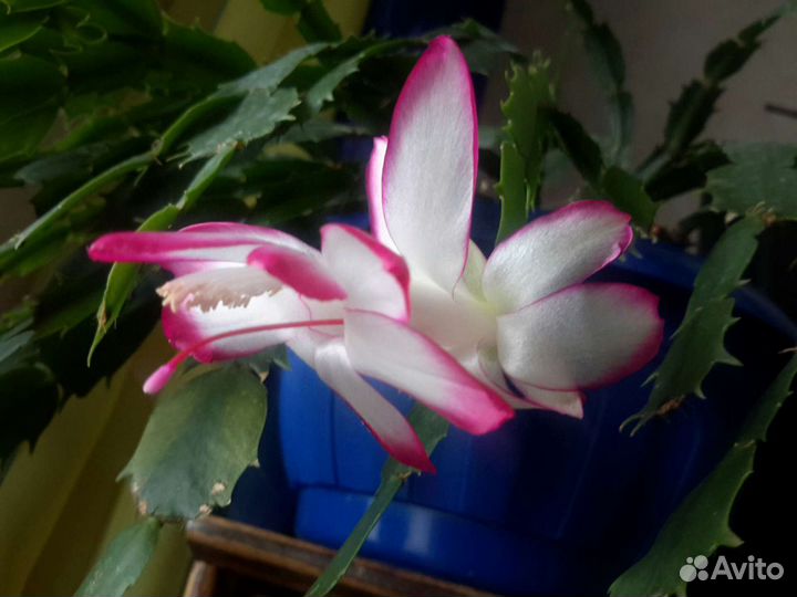 Кактус шлюмберга