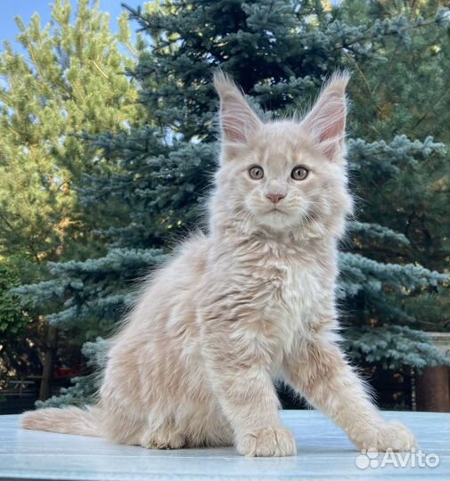 Котята мейн-кун