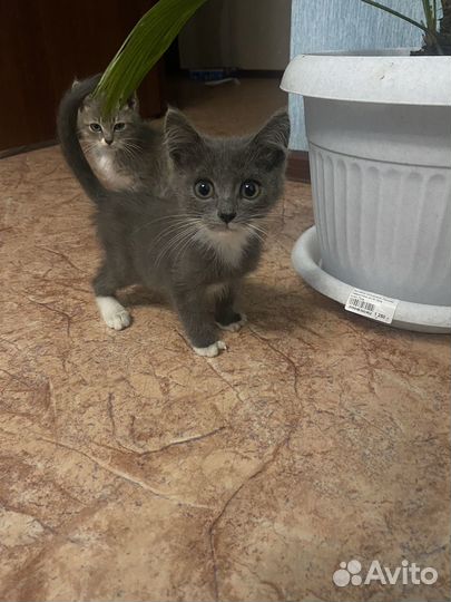 Отдам котят