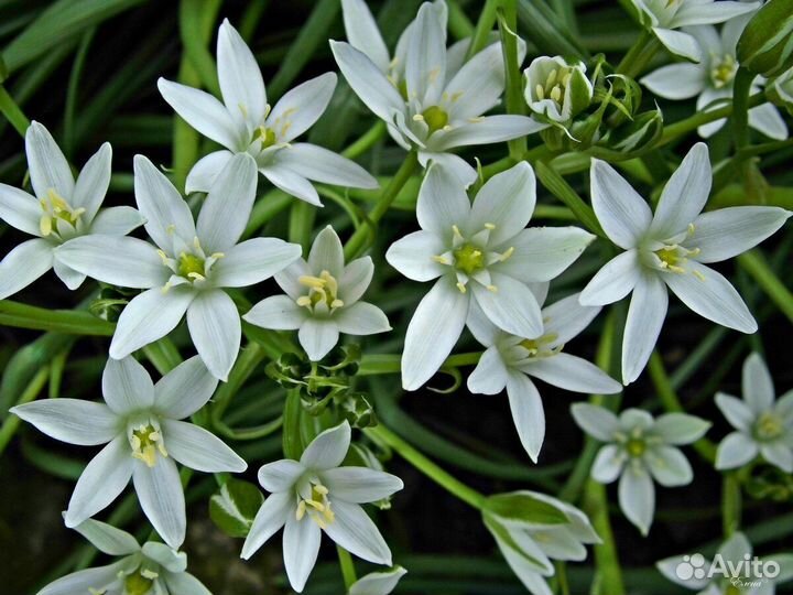 Луковичные