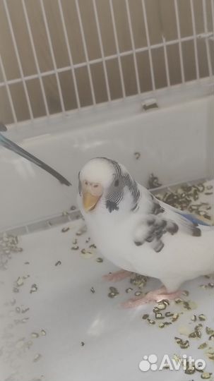 Волнистые попугаи с клеткой