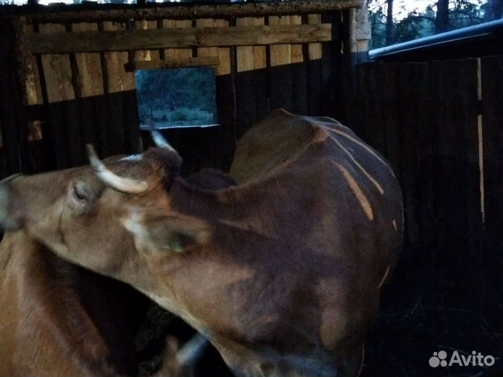 Корова дойная,два телка