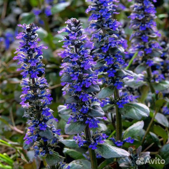 Живучка ползучая