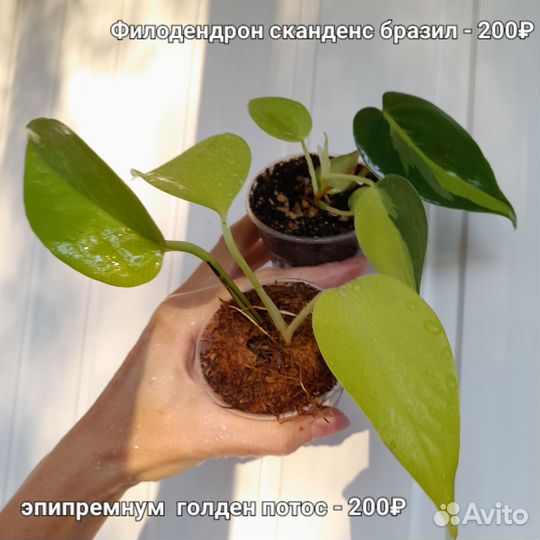 Филодендрон Сканденс бразил, Эпипремнум N-joy
