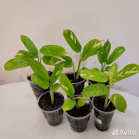 Калатея Лубберса ктенанта