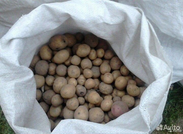 Картофель, морковь