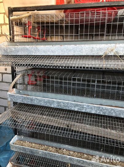 Клетки для перепелов