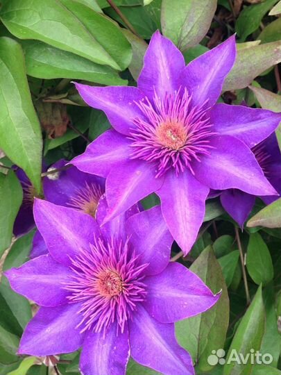 Клематис саженец куст