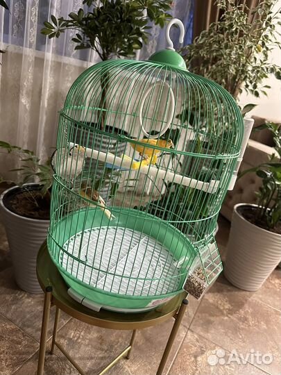 Кенара и канарейки