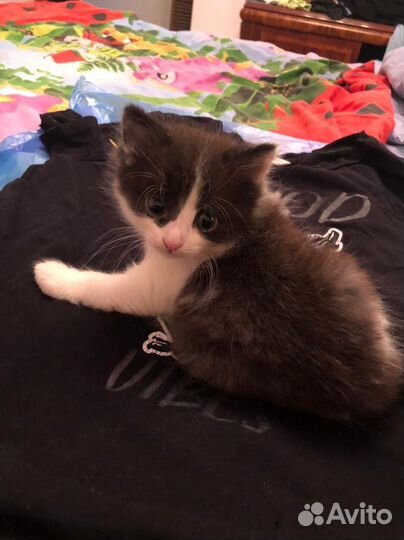 Котик в добрые руки