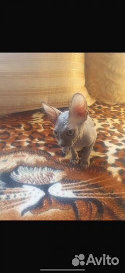 Канадский сфинкс