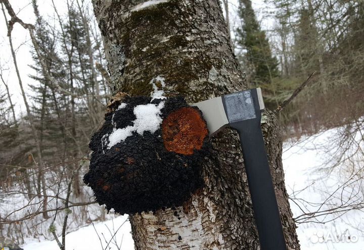 Чага берёзовая