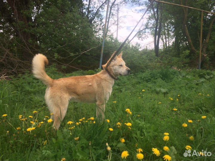 Симба в дар