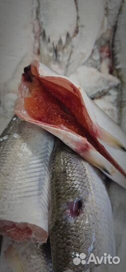 Ряпушка Гыданская, икряная, брикет, 20+