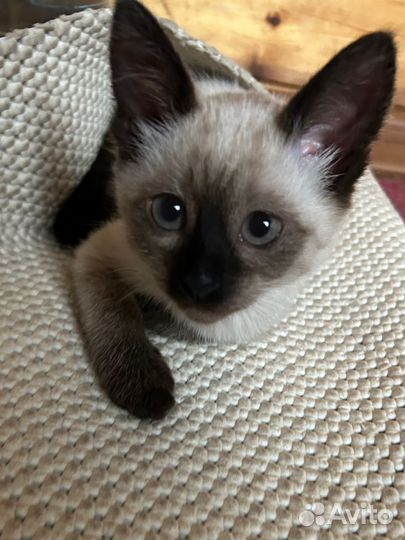 Тайская девочка-метиска