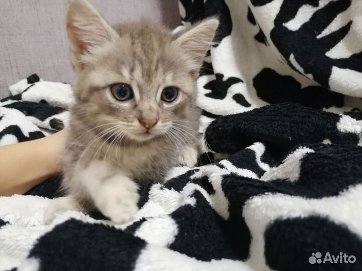 Кошка в дар
