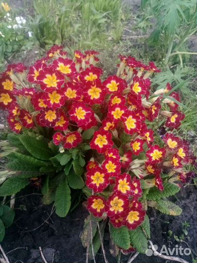 Цветы для сада многолетники