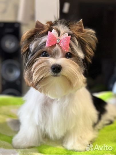 Бивер Блю Даймонд девочка