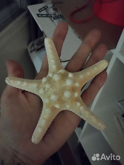 Морская звезда