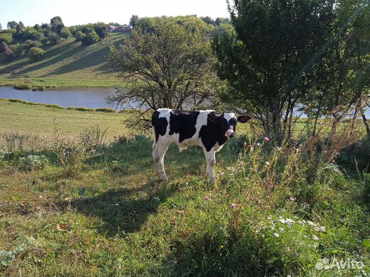 Бычки Элитные