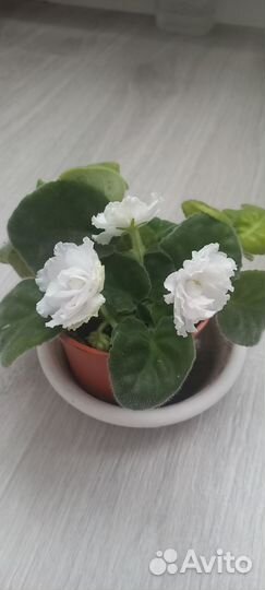 Комнатные цветы