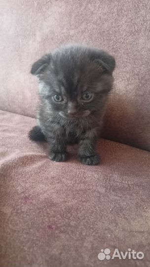 Шотландский вислоухий котик